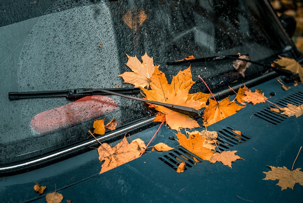 brown maple leaves on black car