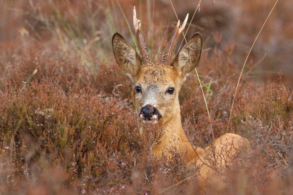 brown deer