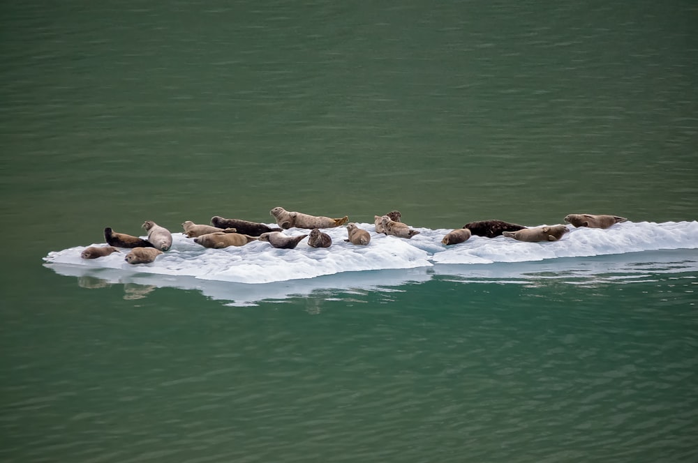 animals on iceberg