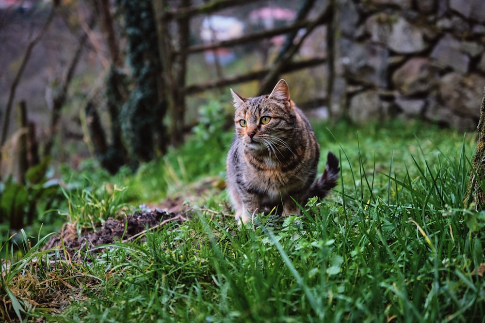 Foto mit flachem Fokus der braunen Katze