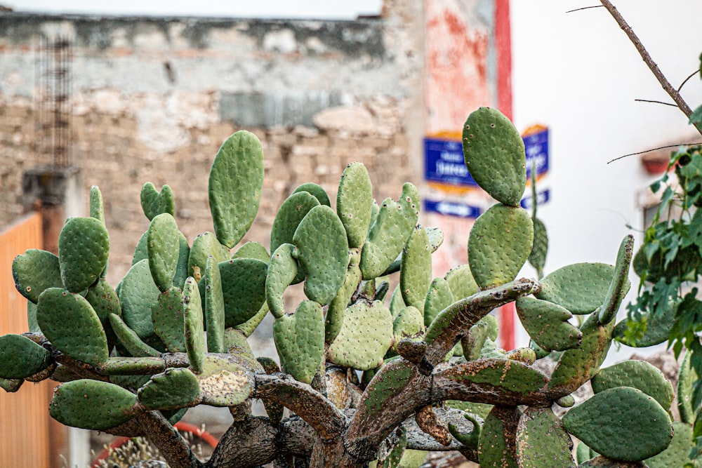 green cactus plants