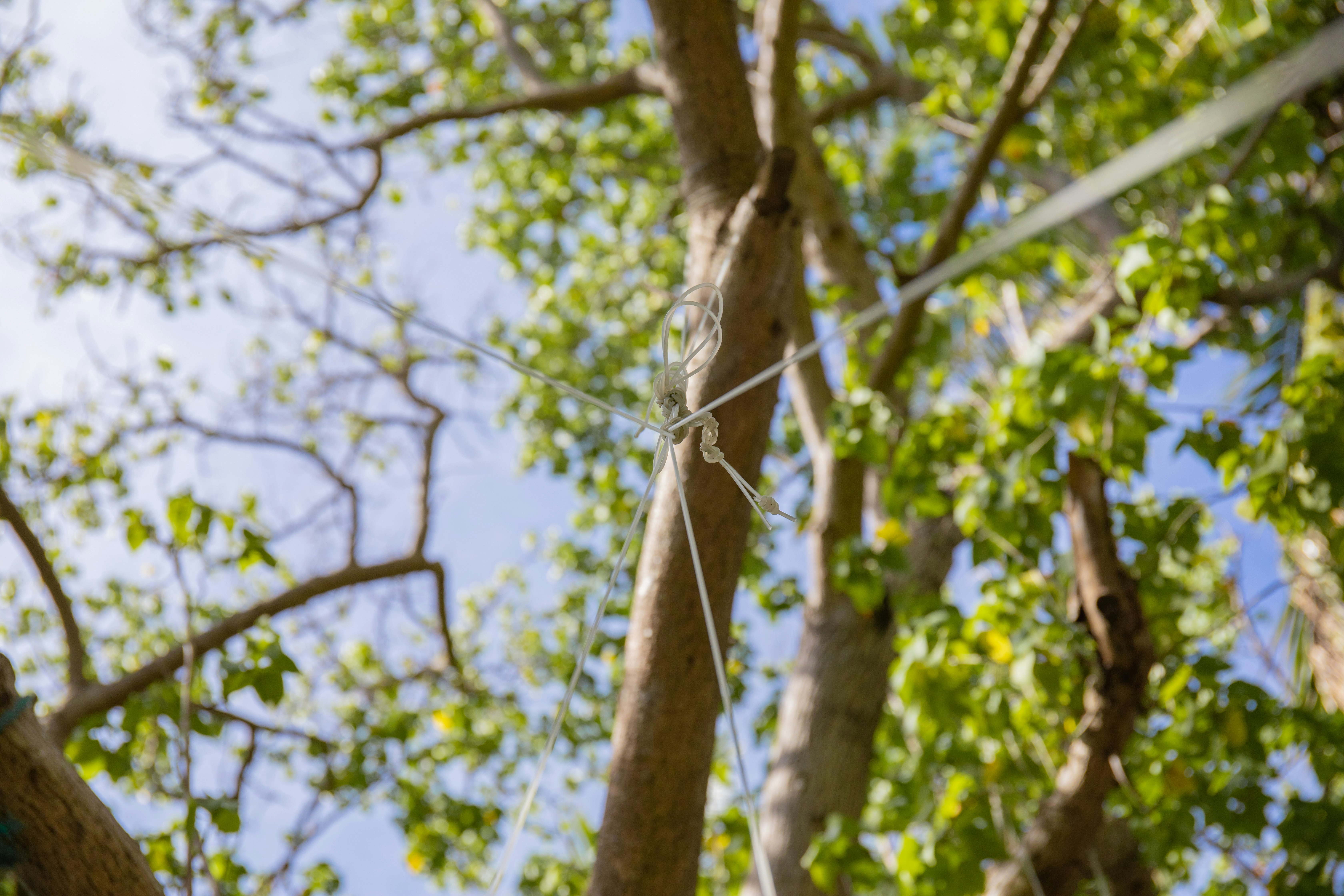 green trees during daytime