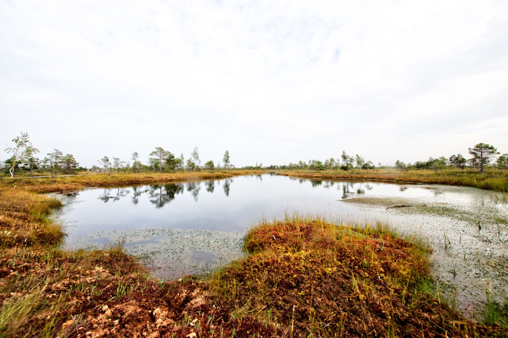 pond during daytime