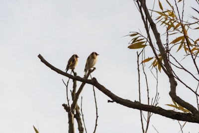 selective focus photography of two gray birds on tree branch during daytime