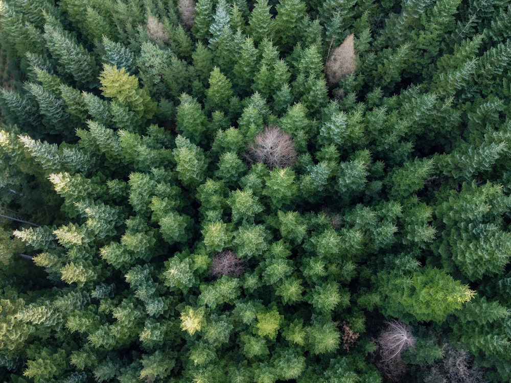 aerial photography of forest during daytime