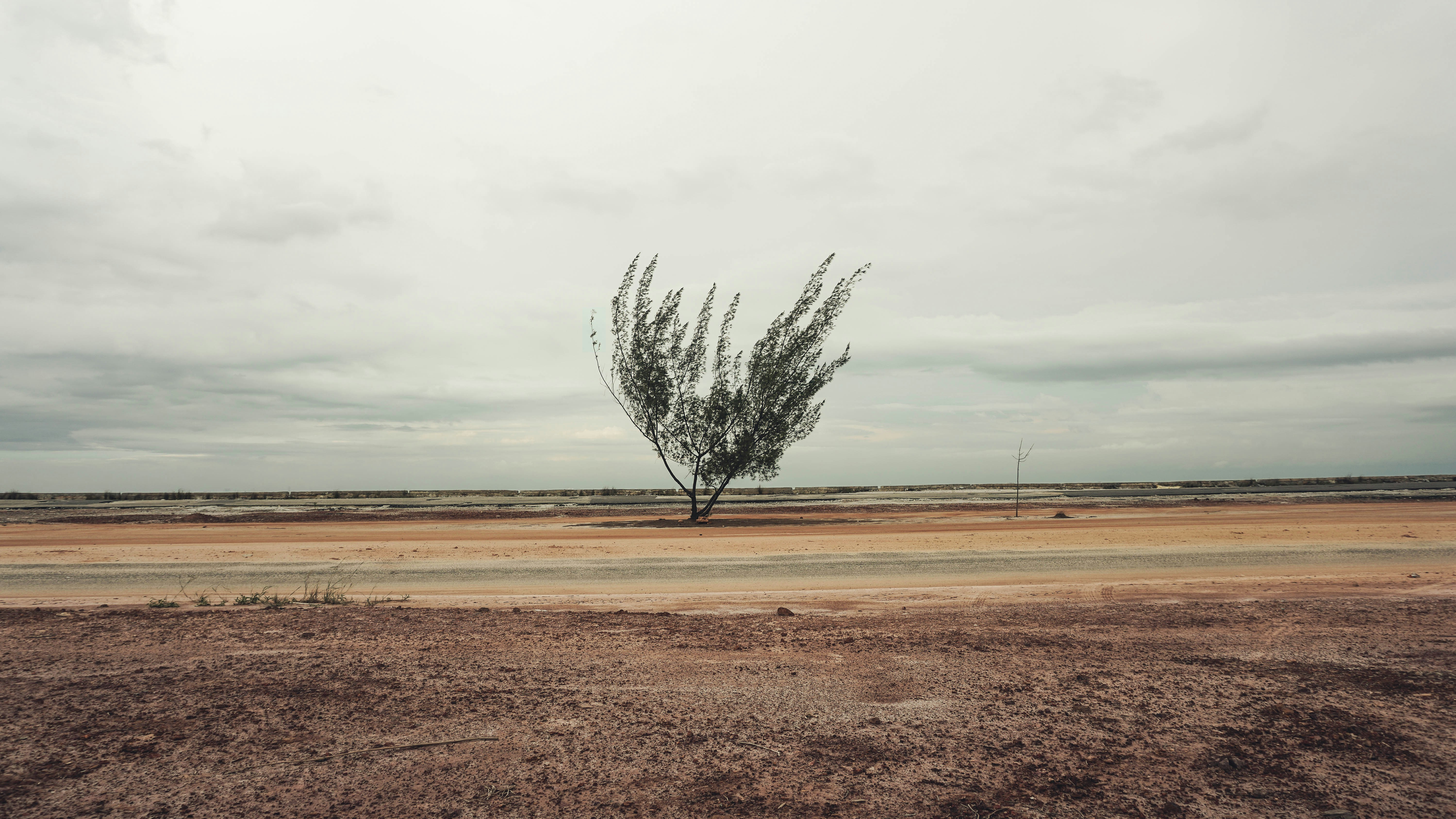 green tree under cloudy sky
