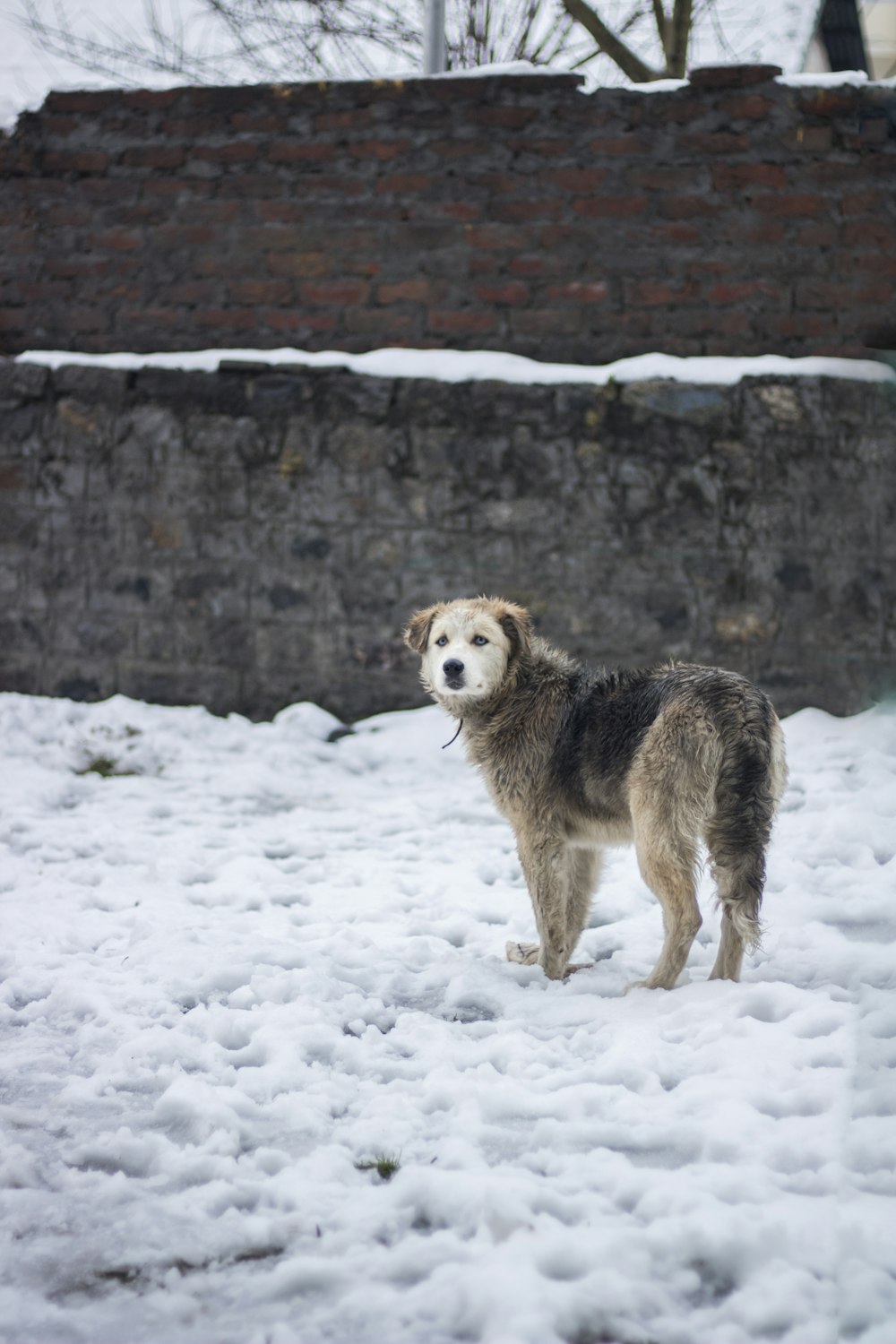 gray and brown dog