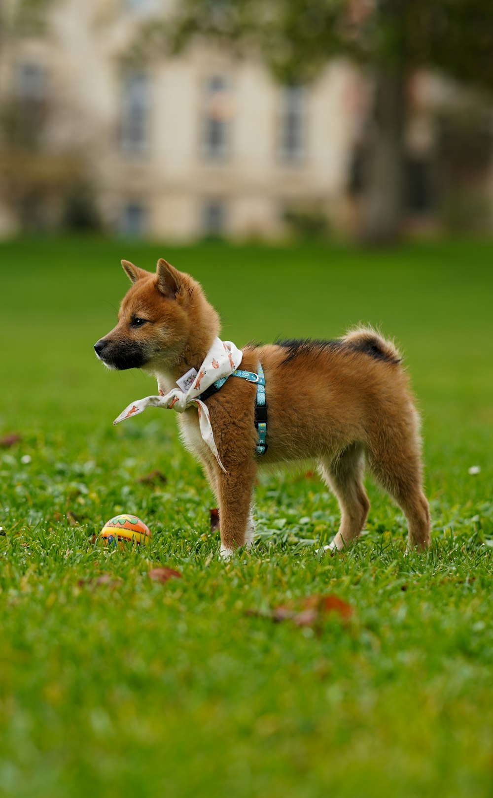 short-coated brown puppy on green grass during daytime