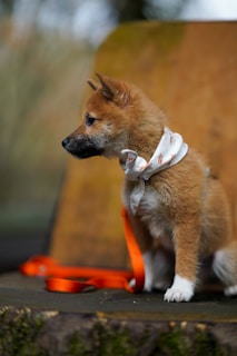 brown puppy