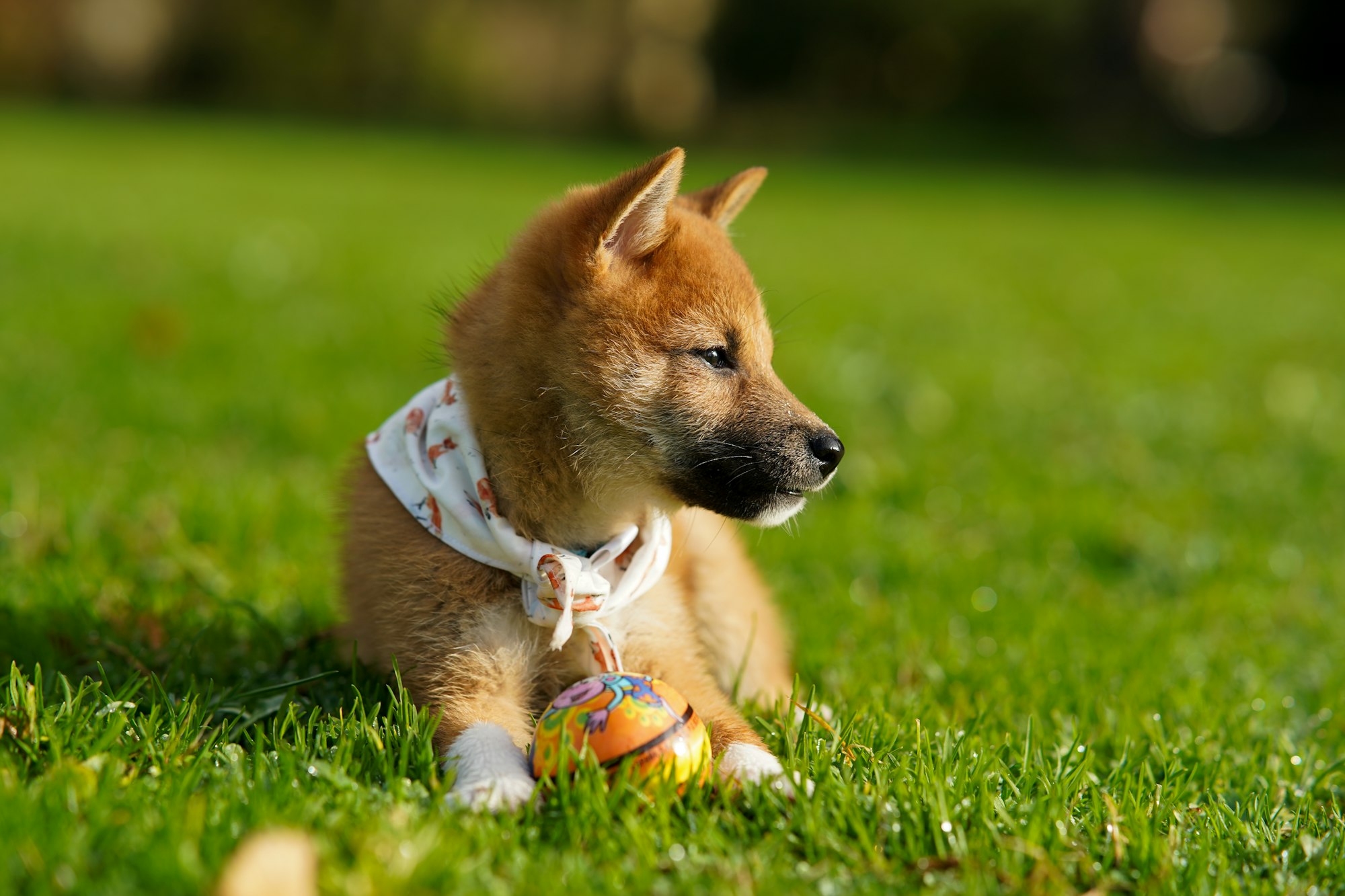 how to potty train your shiba inu