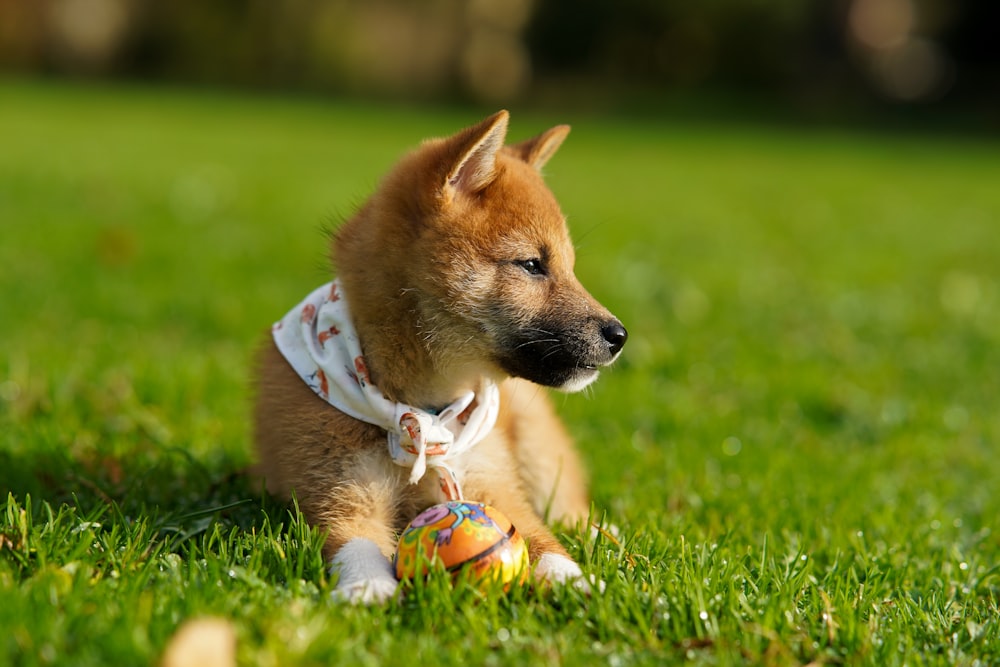 緑の芝生の上の茶色の子犬の選択焦点写真