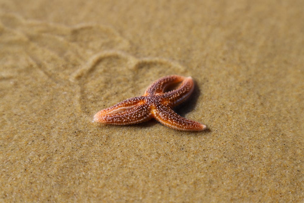 brown starfish