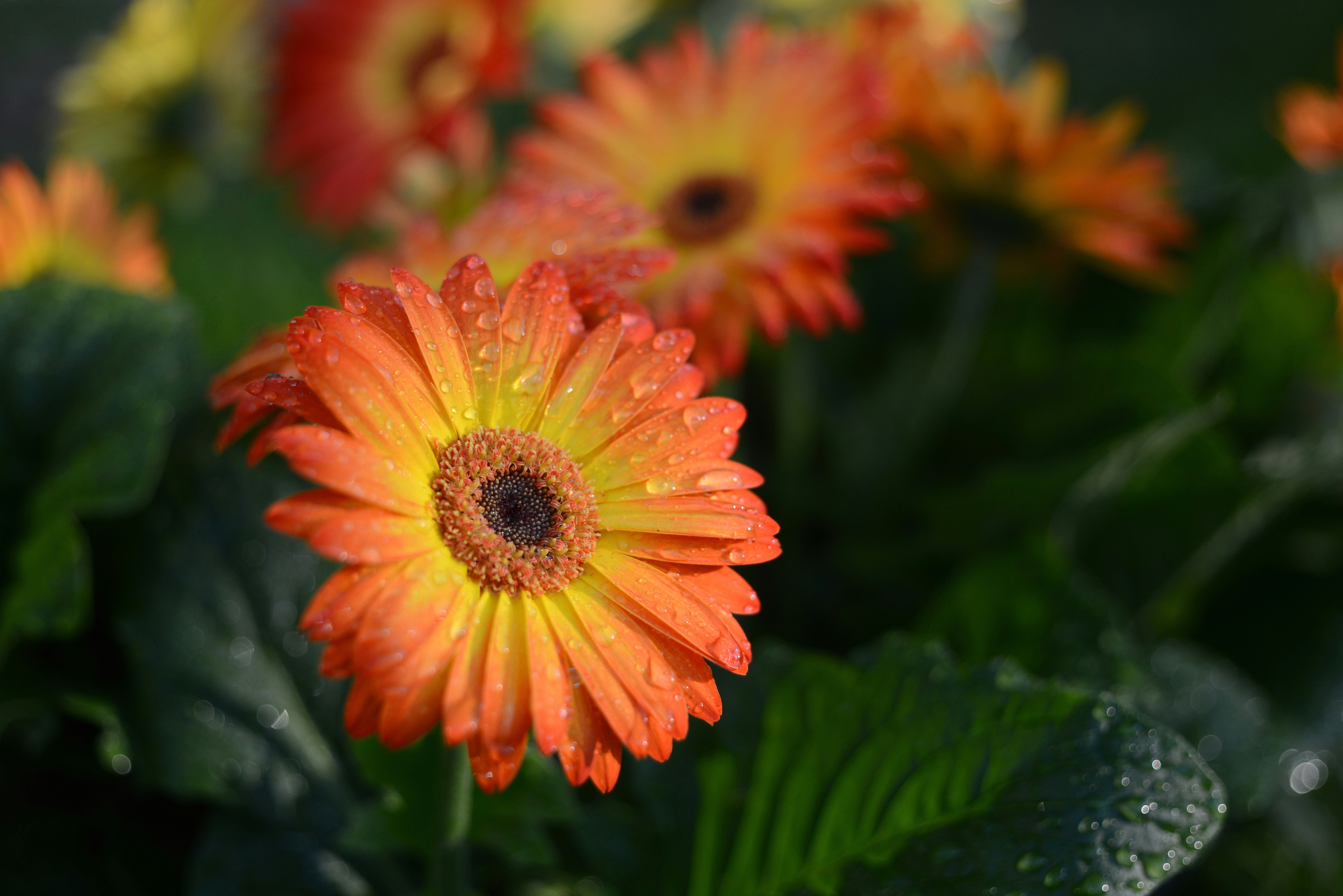 Photo by davidholifield