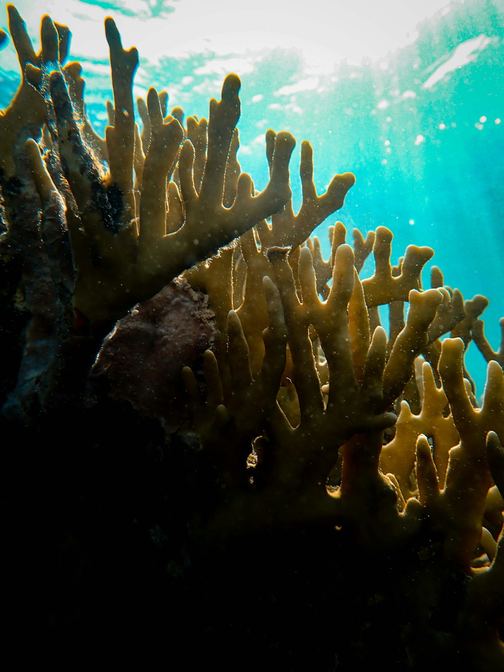 coral reef shells