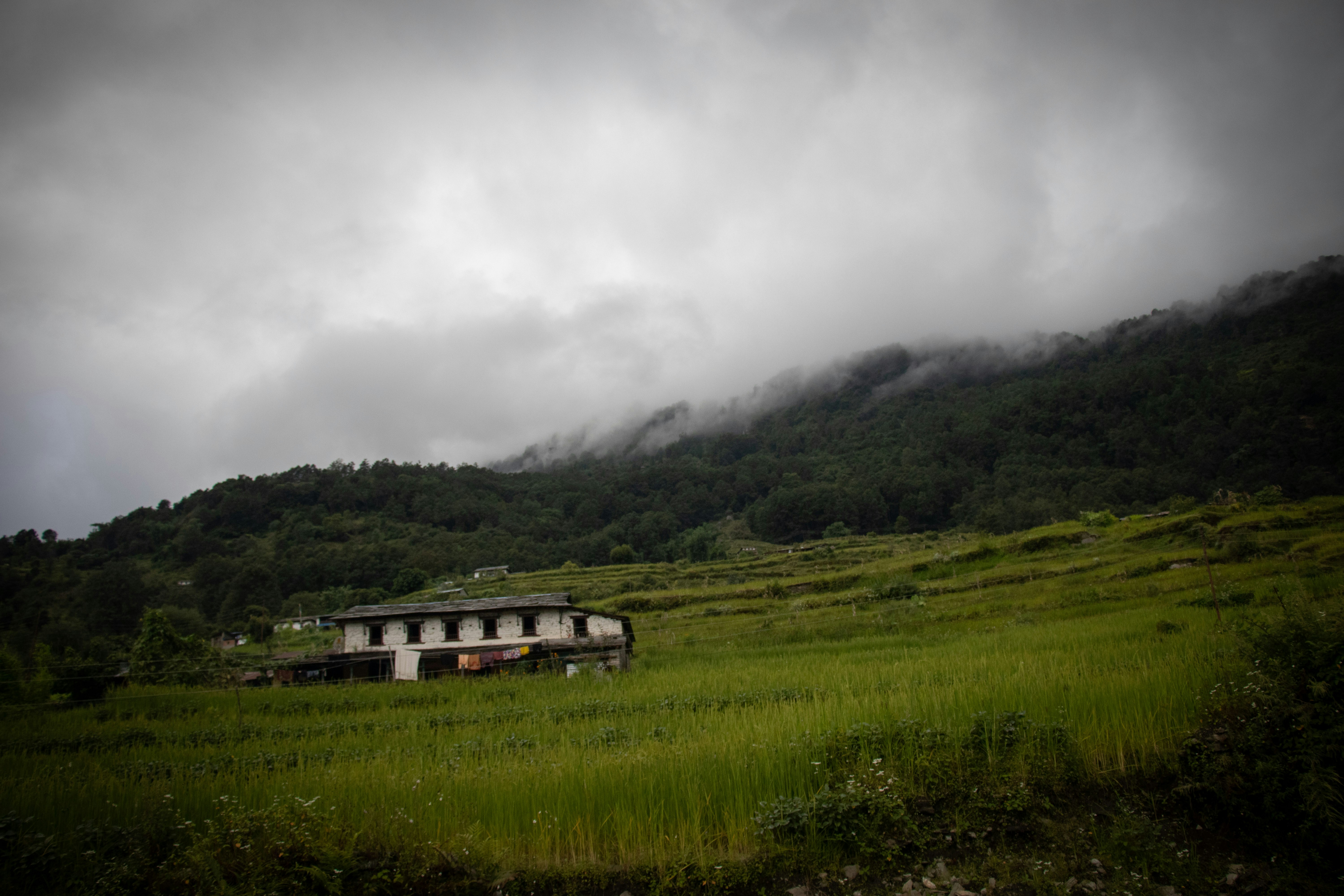 white and gray house