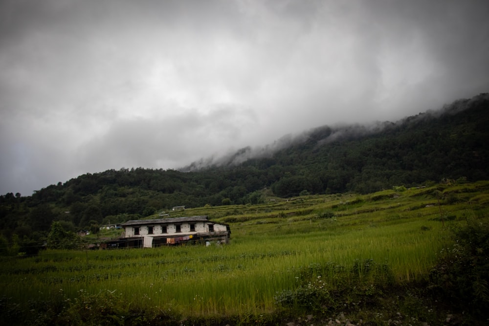 white and gray house