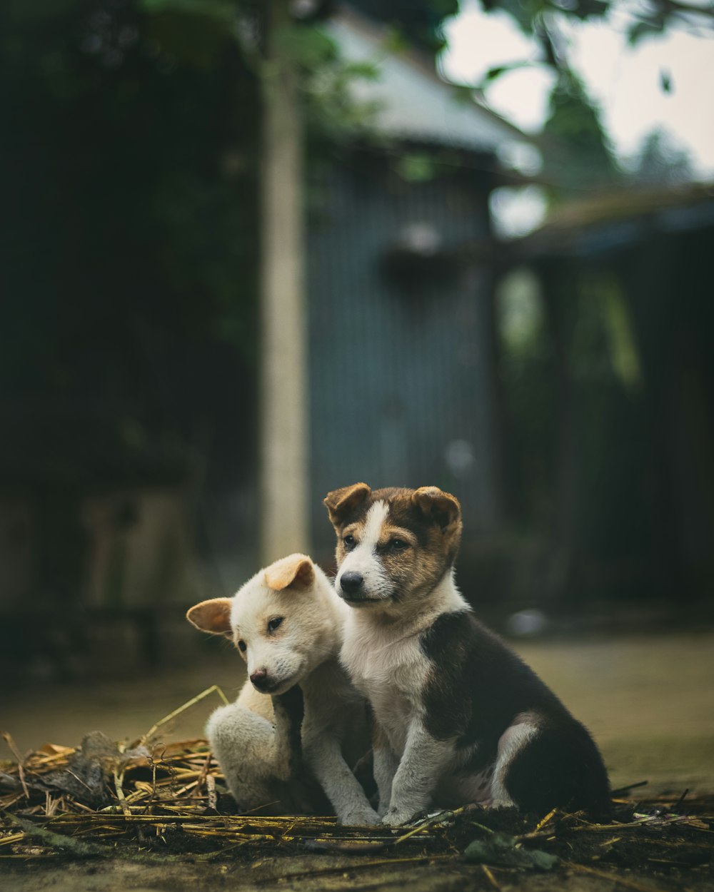 filhote de cachorro branco e preto de pelo curto