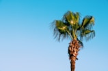 green leafed tree