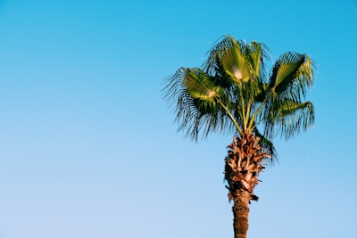 green leafed tree