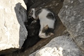 A group of cats is nestled between large, gray rocks. The scene shows them huddled closely together, suggesting warmth and comfort in their rocky surroundings.