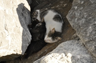 A group of cats is nestled between large, gray rocks. The scene shows them huddled closely together, suggesting warmth and comfort in their rocky surroundings.