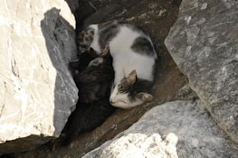 A group of cats is nestled between large, gray rocks. The scene shows them huddled closely together, suggesting warmth and comfort in their rocky surroundings.