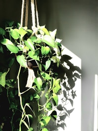 A vibrant kokedama moss ball hanging gracefully with trailing greenery.