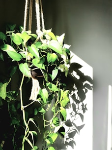 A vibrant kokedama moss ball hanging gracefully with trailing greenery.