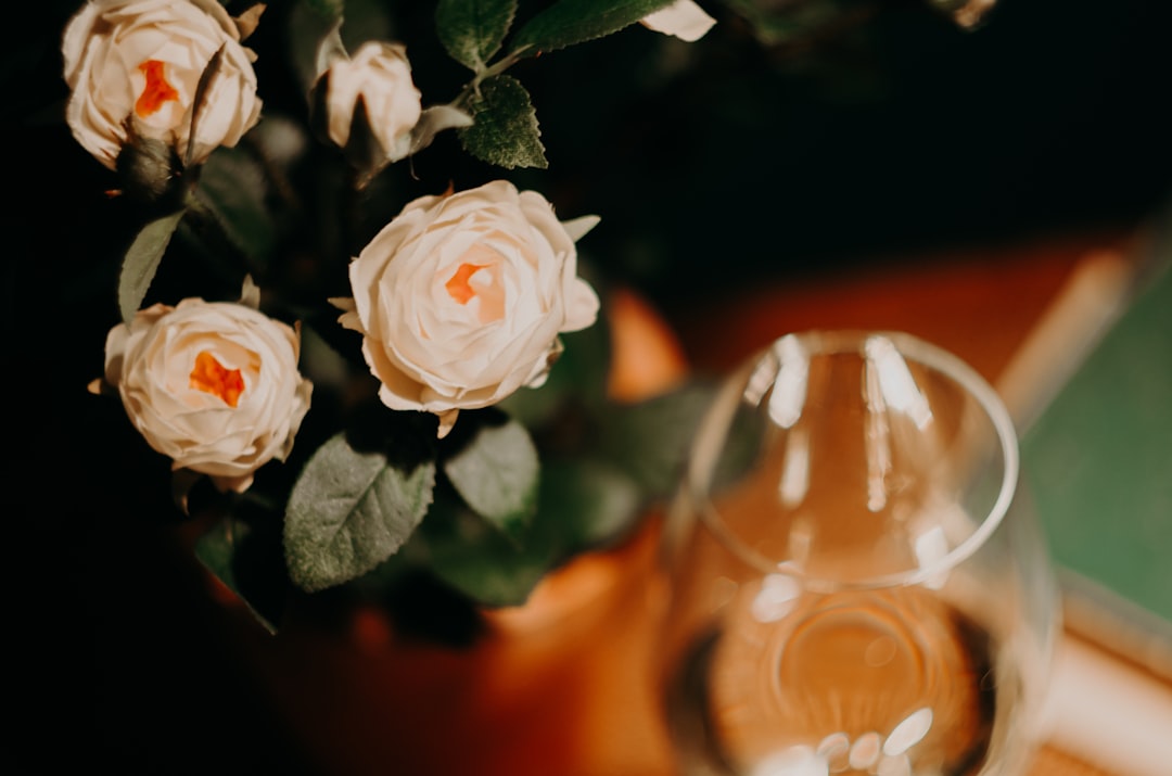 white rose flower