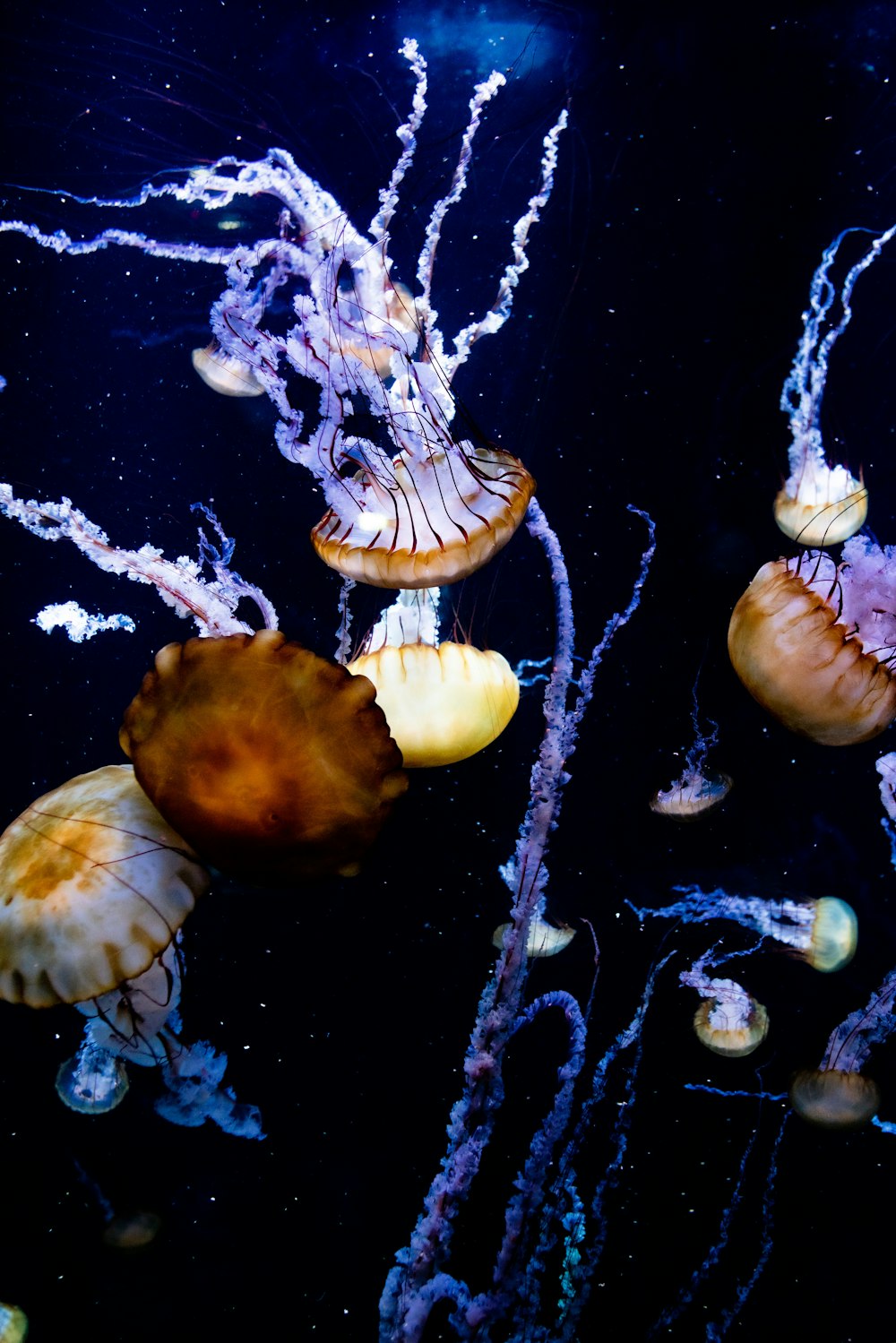 brown jelly fish