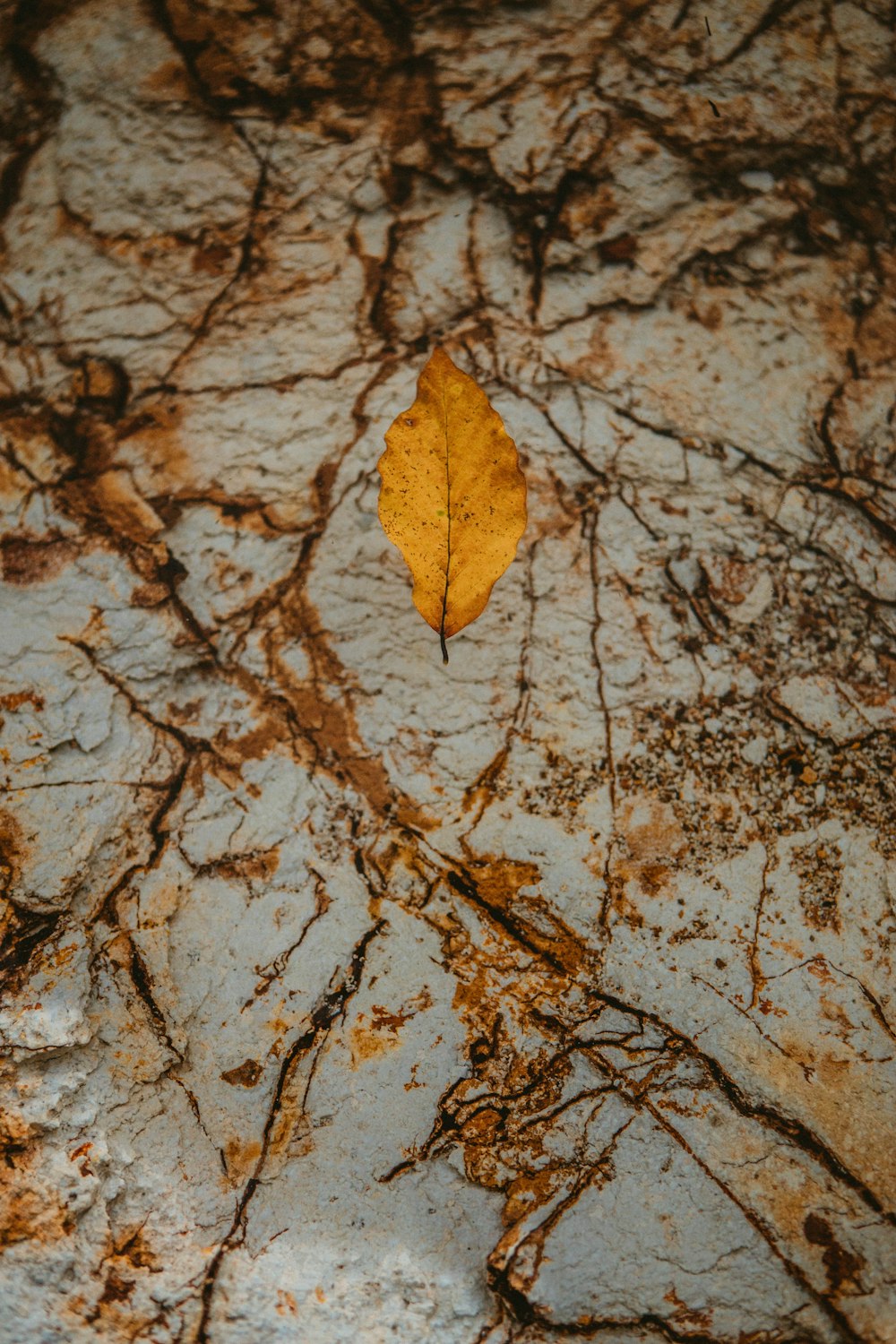 dry leaf