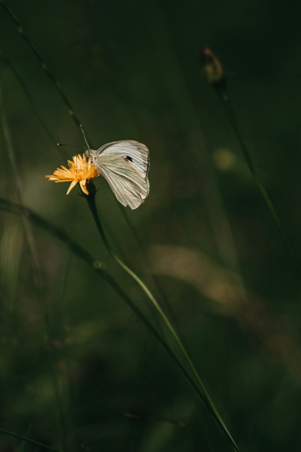 white and gray butterfly