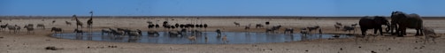 A diverse group of animals, including elephants, giraffes, zebras, and ostriches, gathers around a waterhole in a barren, dry landscape. The sky is clear and blue, and birds are flying overhead. The scene depicts a typical arid savanna ecosystem with various wildlife coexisting.