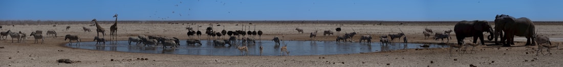 A diverse group of animals, including elephants, giraffes, zebras, and ostriches, gathers around a waterhole in a barren, dry landscape. The sky is clear and blue, and birds are flying overhead. The scene depicts a typical arid savanna ecosystem with various wildlife coexisting.