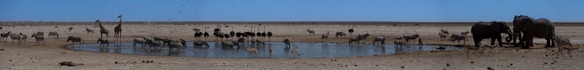A diverse group of animals, including elephants, giraffes, zebras, and ostriches, gathers around a waterhole in a barren, dry landscape. The sky is clear and blue, and birds are flying overhead. The scene depicts a typical arid savanna ecosystem with various wildlife coexisting.