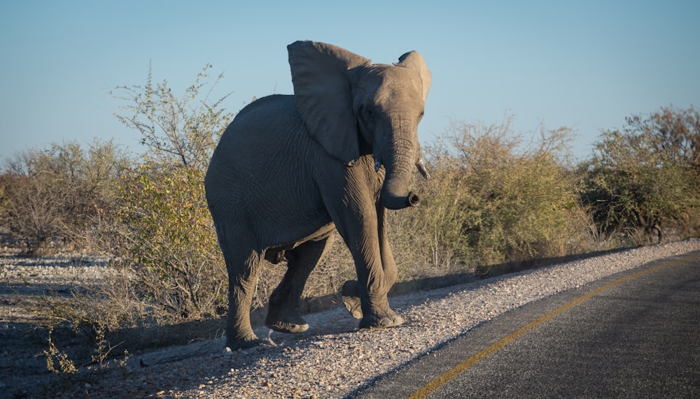 gray elephant