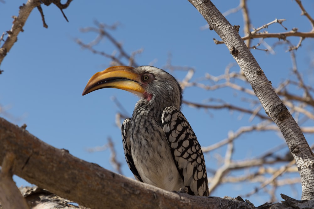 gray bird