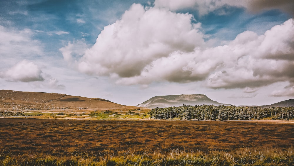 brown grass field