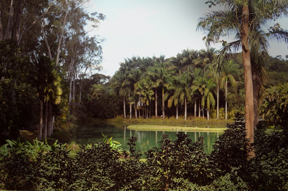 green palm trees