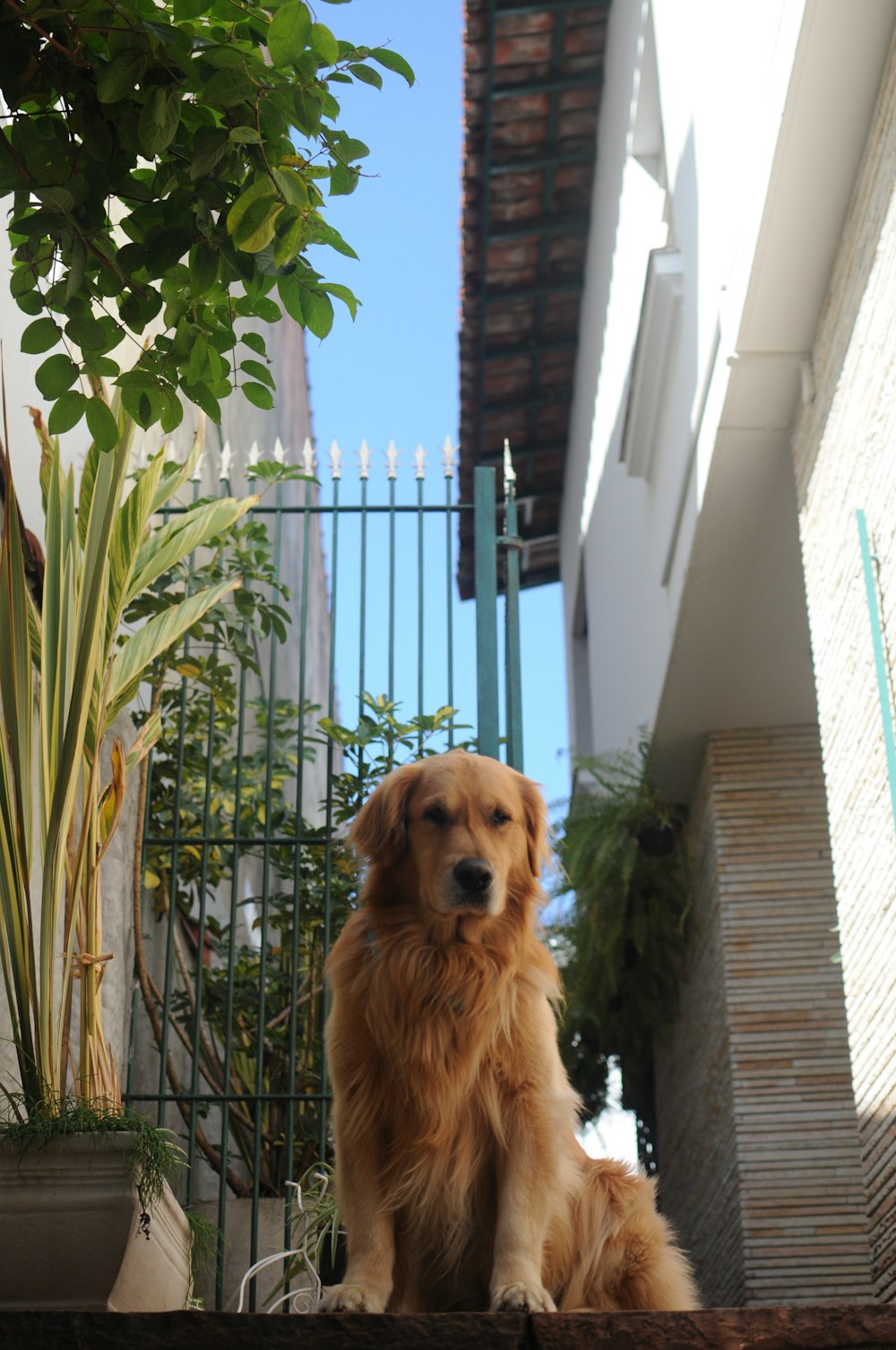 adult golden retriever