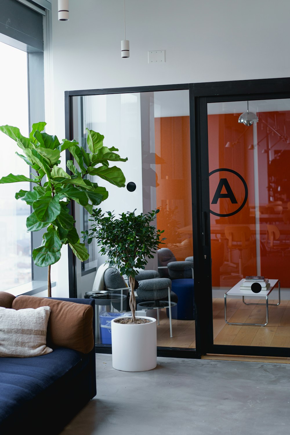 Dos plantas de interior en macetas junto a un panel de vidrio transparente