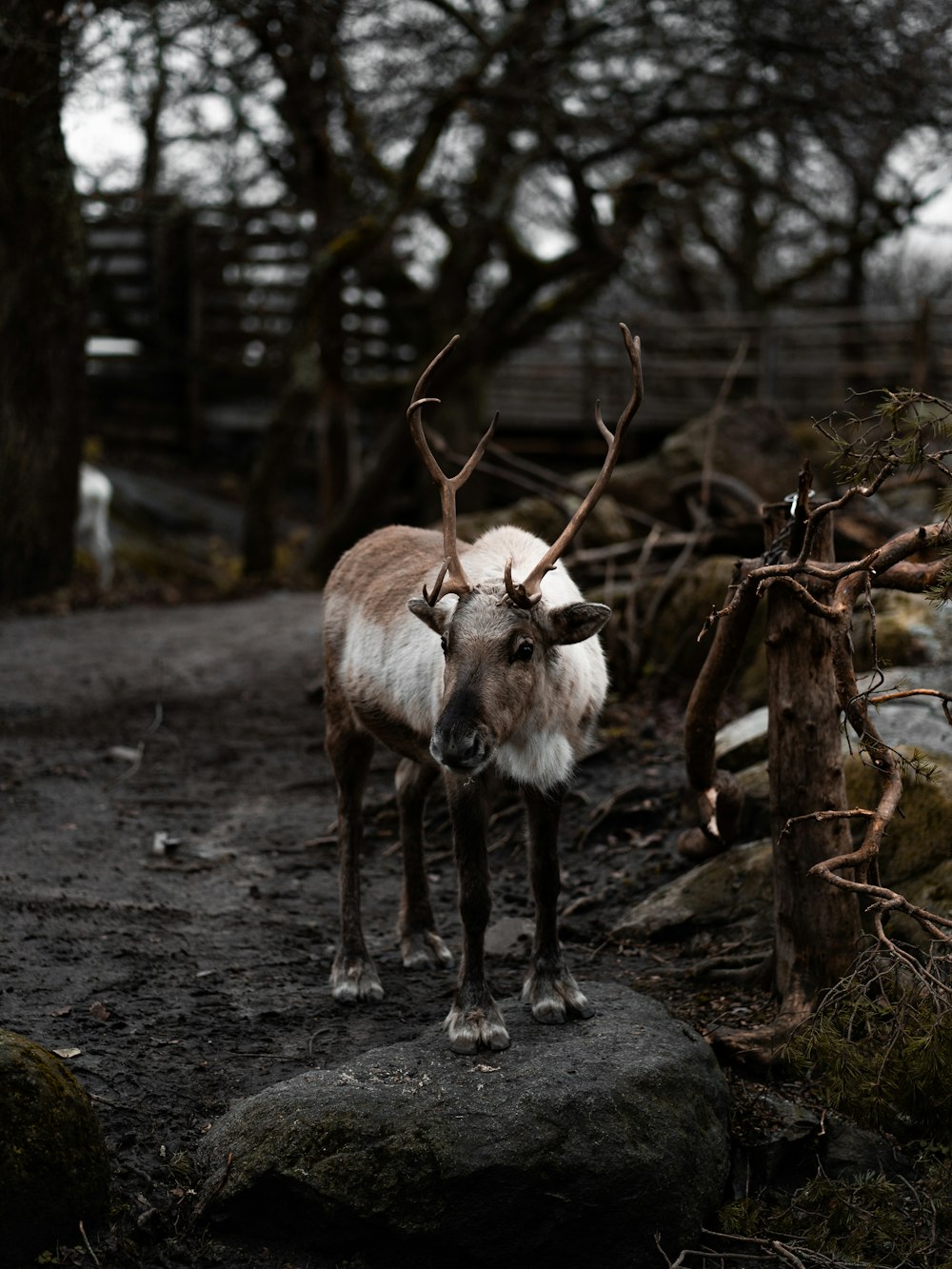 white and brown deer