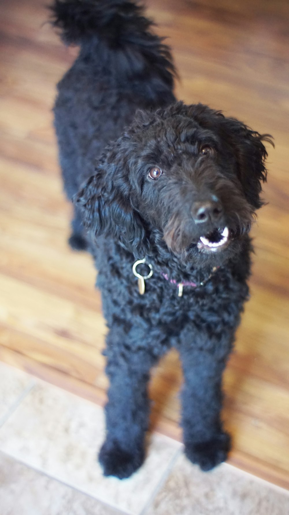 curly-haired black dog on wooden floor