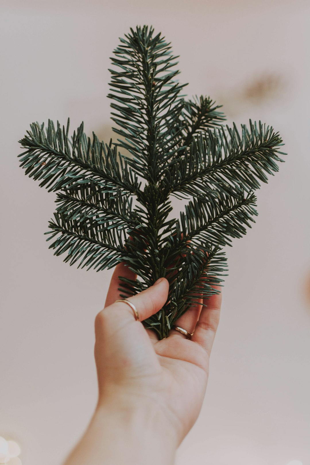 green leafed plant