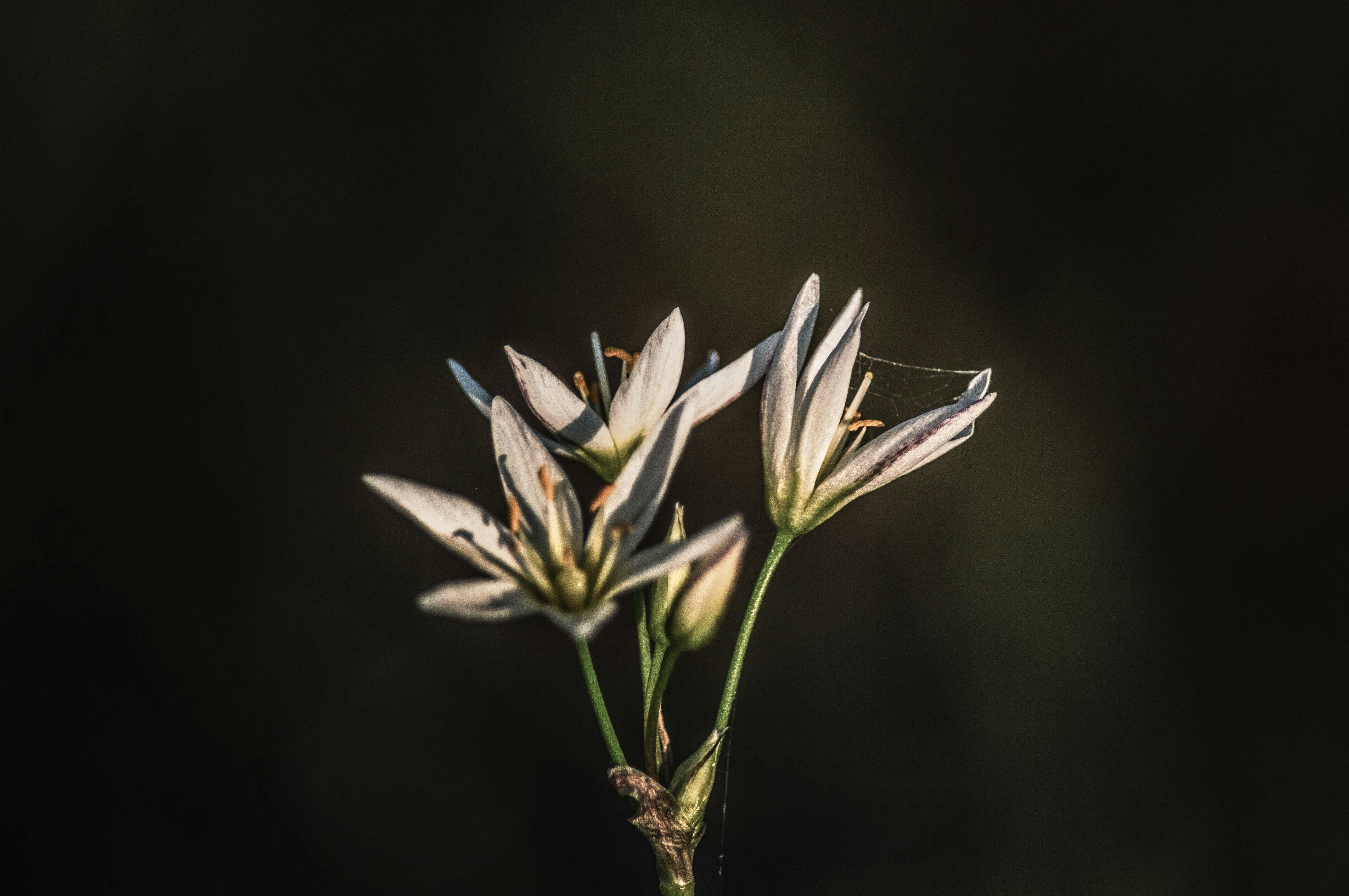 white flowers in bloom
