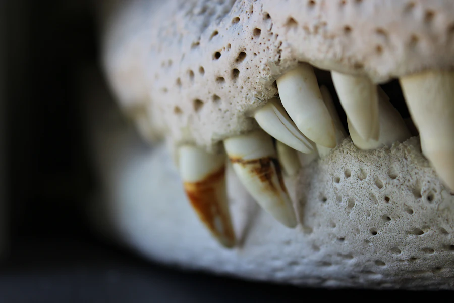 Enfermedad periodontal en mascotas: imagen ilustrativa