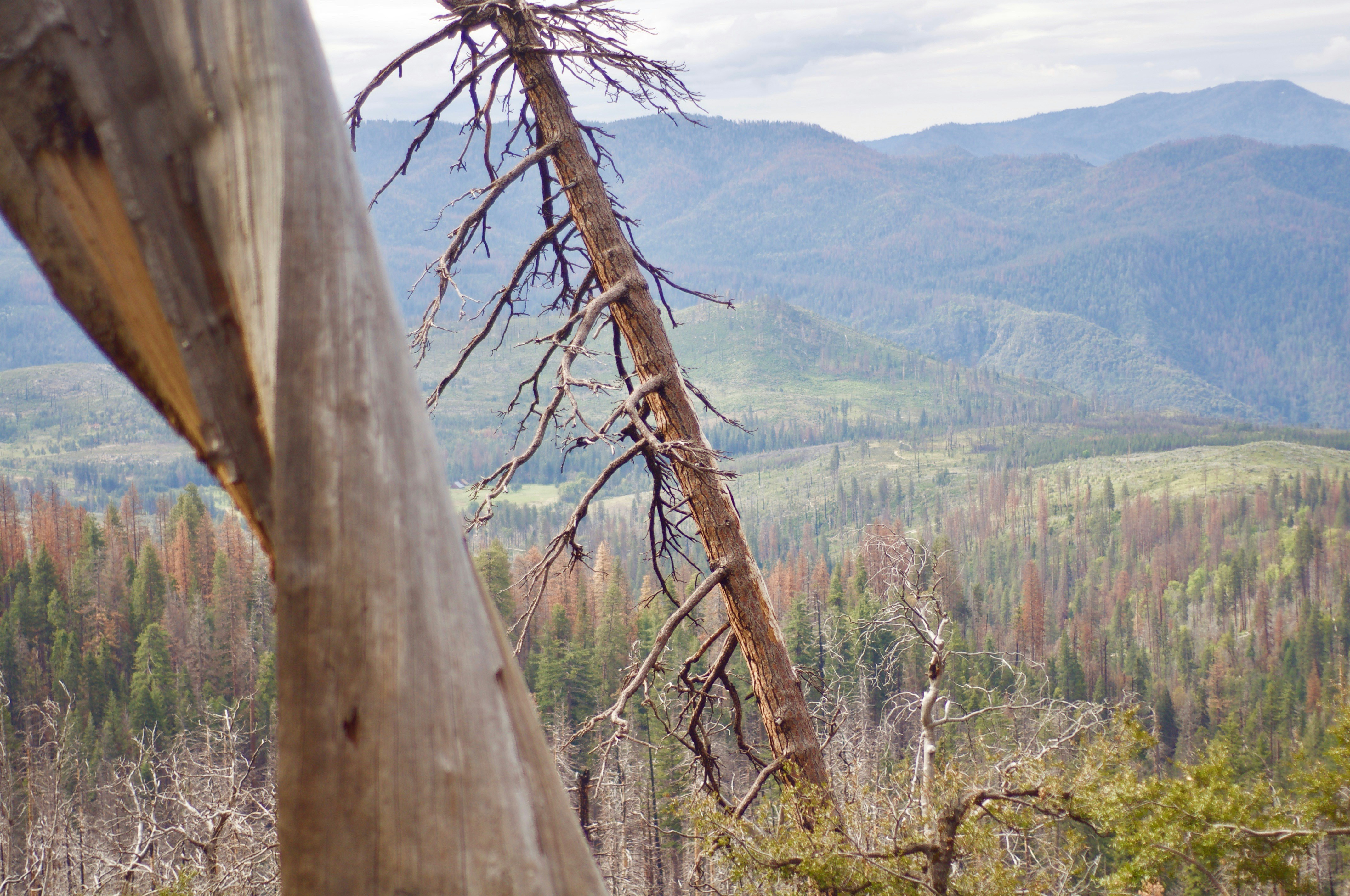 brown trees during daytime