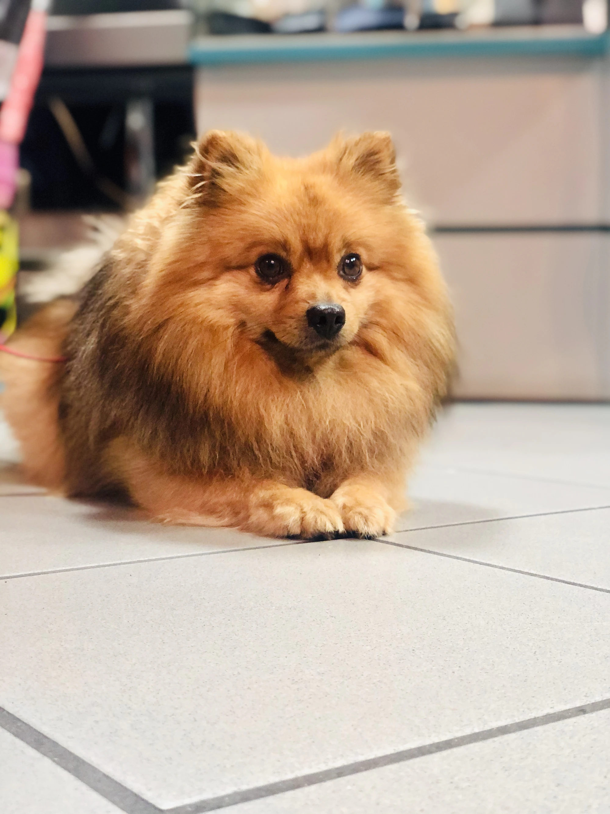 Pomeranian with a majestic lion cut featuring a full mane