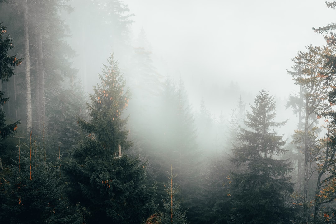 Forest photo spot Bavaria Atzelsberg