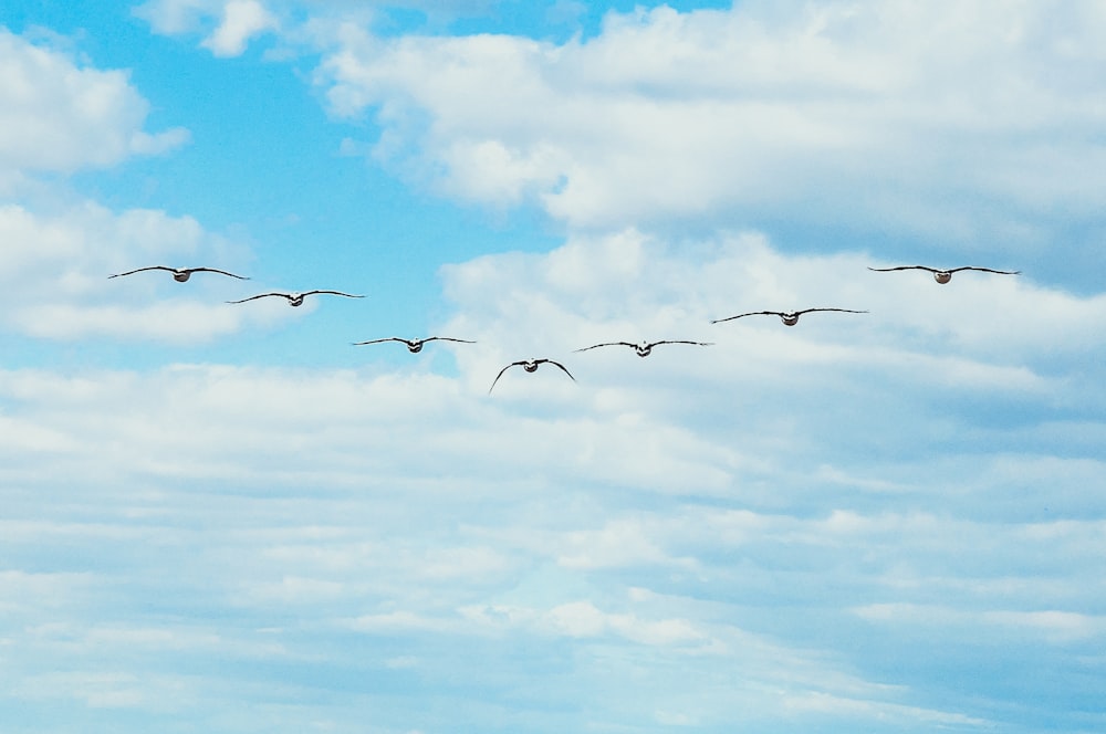 a flock of birds flying through a cloudy blue sky